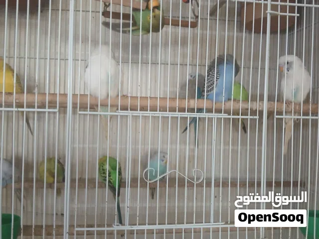 طيور بادجي للبيع