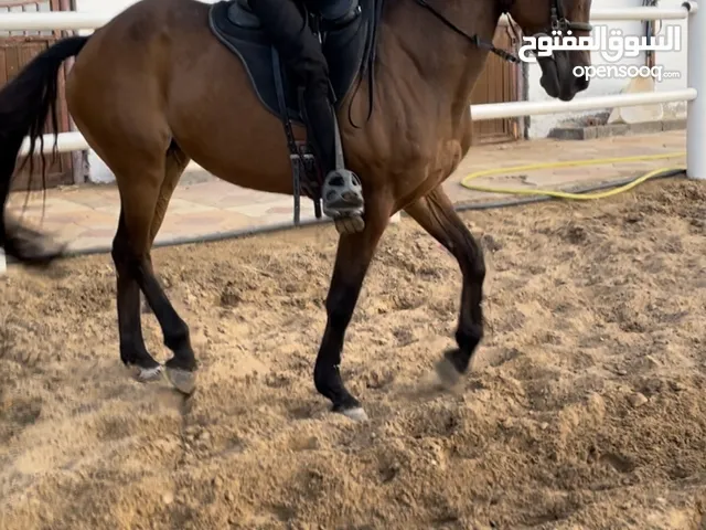 Arabian\ Australian horse. Beauty horse