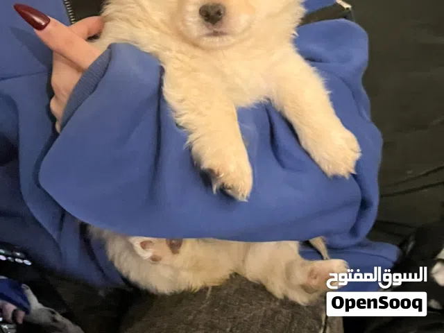 كلب جريفون للبيع