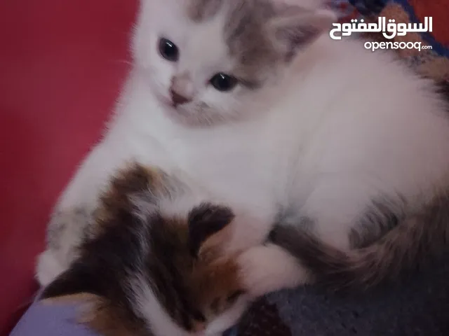قصه سكره و لوزه أنقذت امهم (ببلي) من شارع لما أهلها ىموها وهيا حامل ولدت عندي وكبرو ولادها عندي