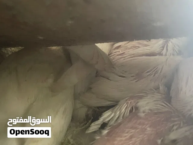 بركديلو ترويض