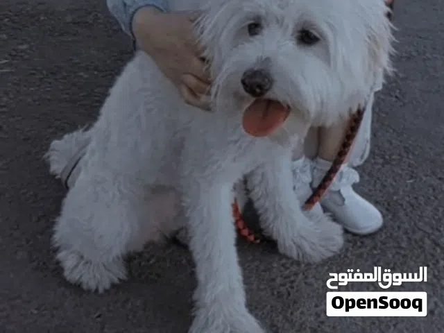 كلبة زينة فرنسي
