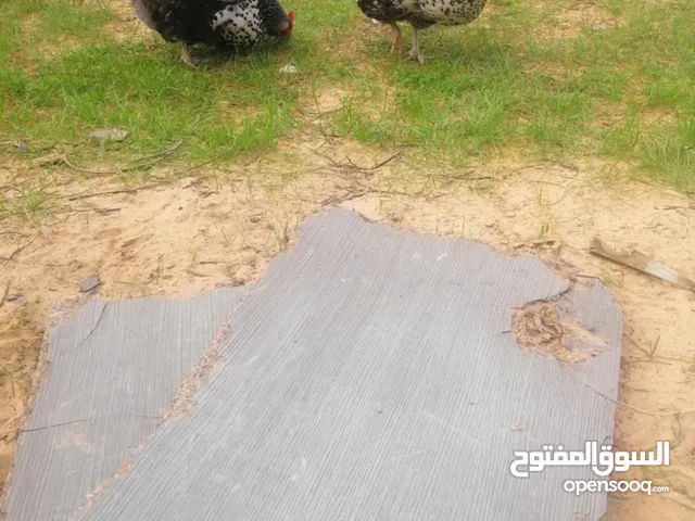 بيض سايكس بيض
