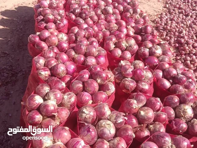 “بصل بلدي أحمر طازج للبيع