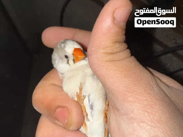 سلام عليكم متوفر خمس ازواج فناجس وزوج وحمام ملكي وزوج جاوا