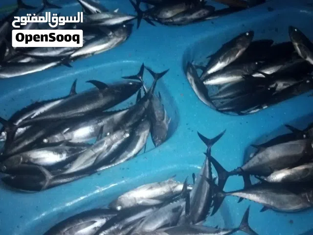 مطلوب شكه للبيع المد 160 والرداع 130 أو 140
