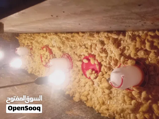 طيور سمان 400 طرف