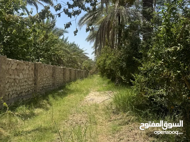 مزرعه " بستان للبيع 3 دوانم و نص " سند مستقل