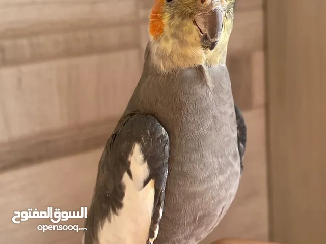 ببغاء كوكتيل ذكر بسكوتي الف جدا عجينه ما بعض بطلع على الايد حافظ نغمة النمر الوردي واكثر من وحده غير