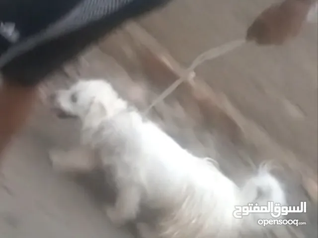 كلب تيرير ابيض ذكر