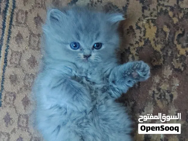 قطط برتش نقي للبيع
