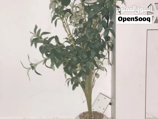 بيع شجره زينه