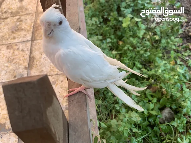 نثيه كوكتيل البينو