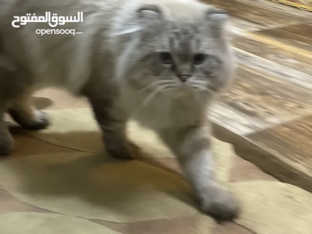 قطط للبيع داخل الدوره ذكر