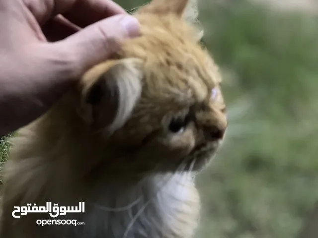 قطه بيرشن للتبني