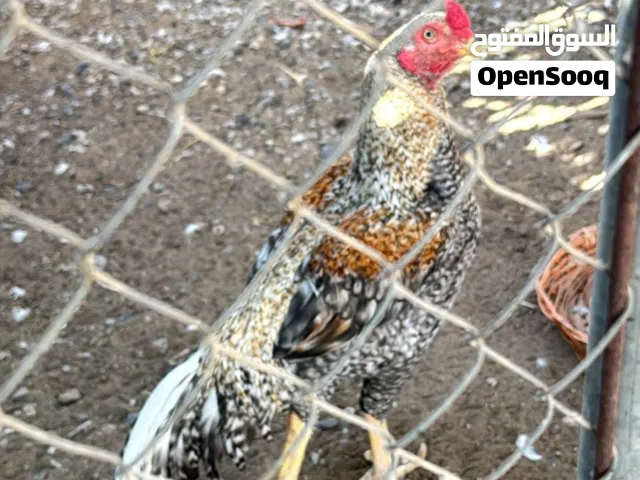 للبيع طير صحه ممتازه للبيع او بدل