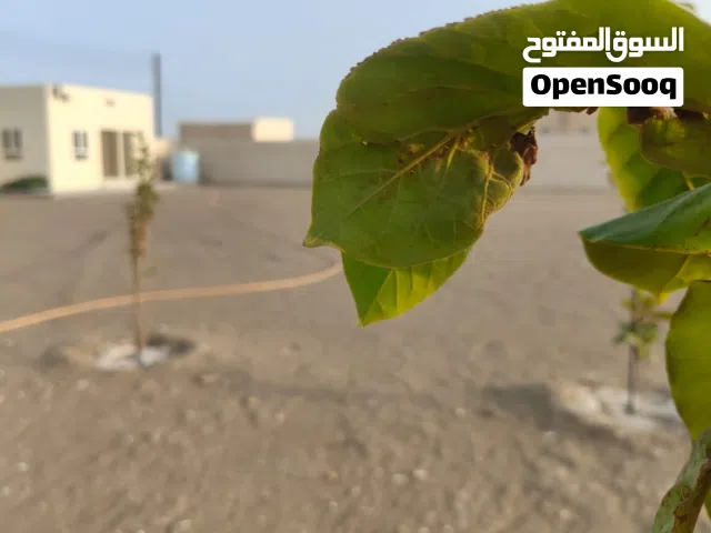 أرض زراعية كبيرة ومسورة بها غرفة ومطبخ ودورة مياه تصلح لعمل استراحة بموقع جميل قريب البحر