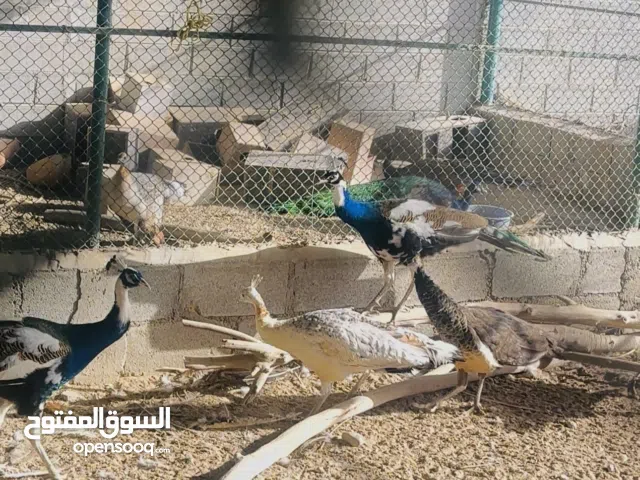 للبيع ازواج طاؤوس