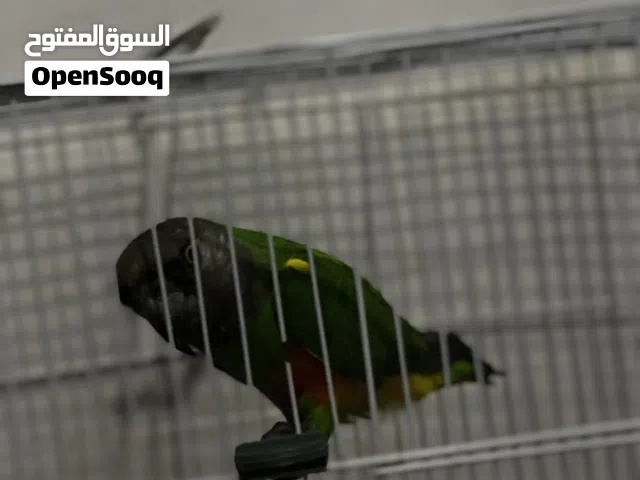 متوفر ببغاء سنغالي