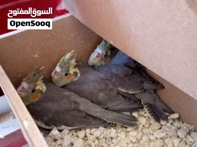 عصافير كوكتيل