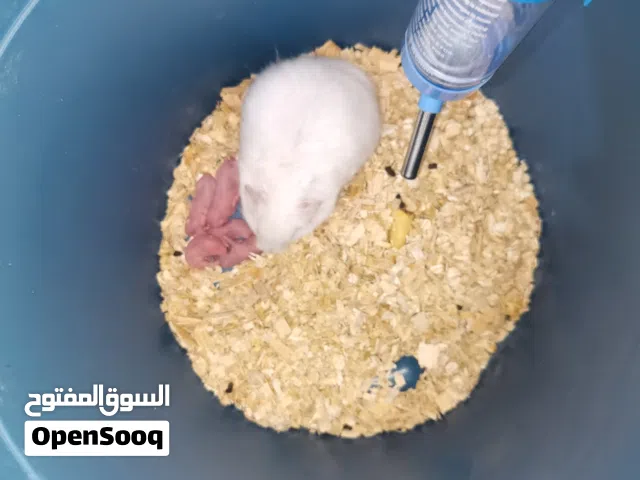 هامسترات مع فراخ لعوبات ألوان جميلة صحة ونظافة صلاة النبي