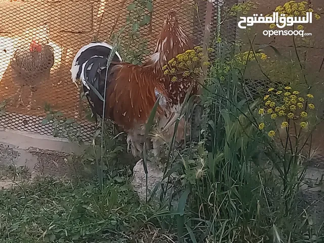 ديك براهمه كبير