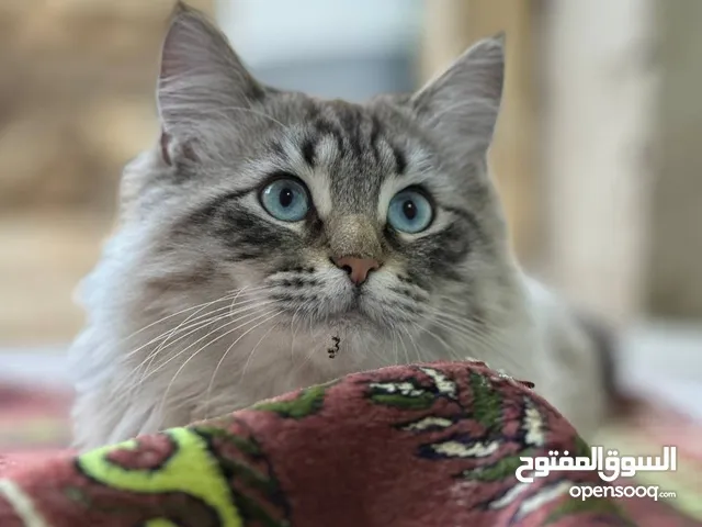 قط هملايا ذكر العمر سنه