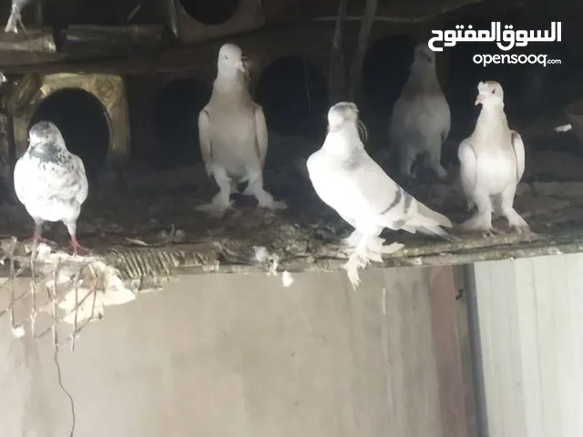 مطلوب حمام قلاب درجه اولى او ثانيه