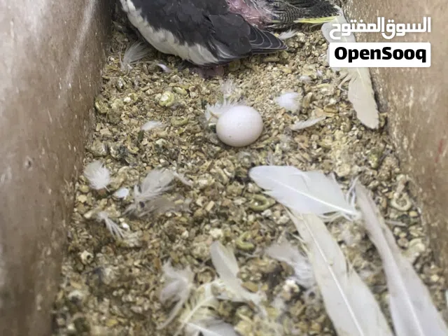 سلام عليكم. فرخ كوكتيل زق اقرة الوصف
