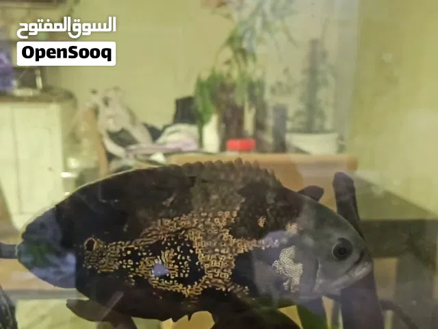 اسماك اوسكار وبايروت