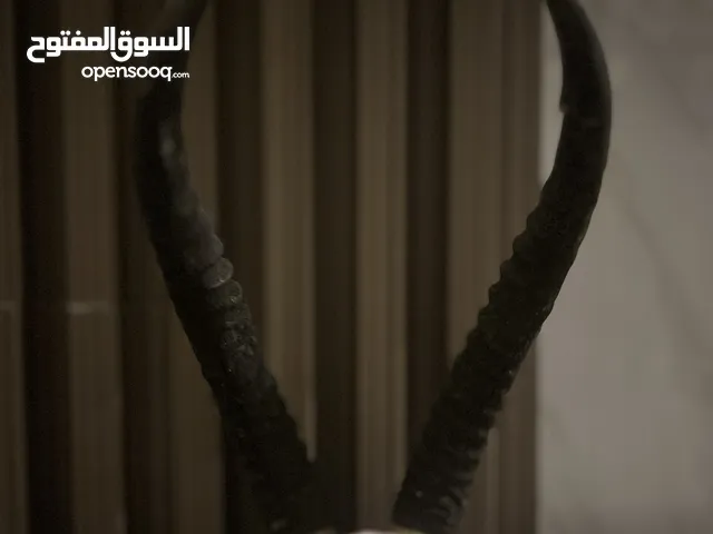 قرون غزلان بحاله جيده و ممتازه