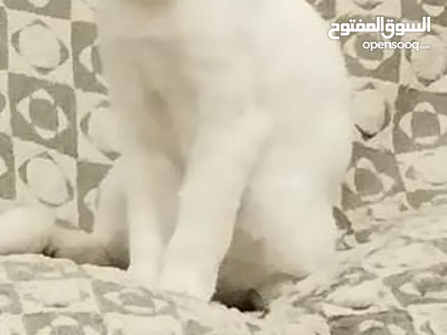 Turkish angora mix breed cat for adoption
