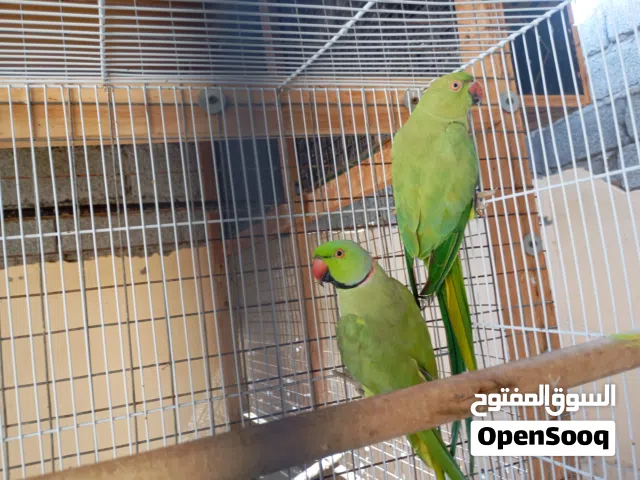 فروخ بغبغاء الدره للبيع.
