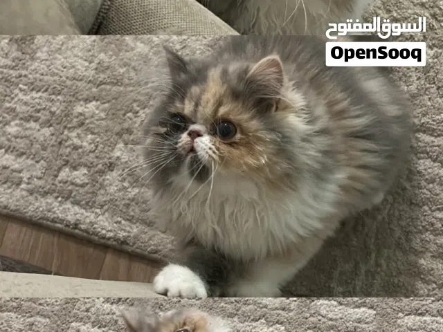كتن بيرشن بكي فيس بيور انثى