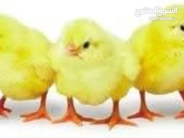 صوص للتسمين