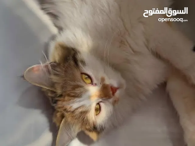 قطة واولادها العمر سنتان والأطفال 5 اسابيع النوع فارسي مع الانغورا التركي  مميزاتها