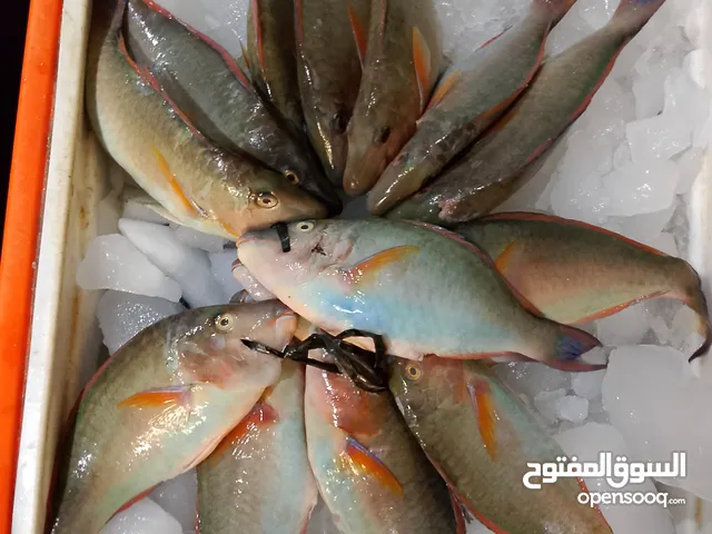 اسماك طازجة ومبردة نورد للمطاعم والاسترحات والافراد