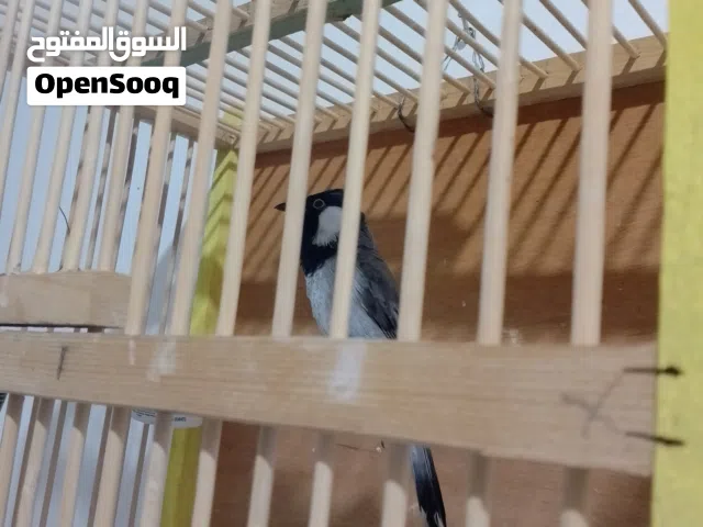 بلبل ربه فحل