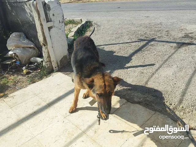 كلب جيرمن للبيع