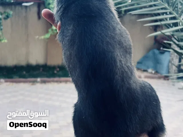 جرواء مالينو نتايه الأم والأب موجود