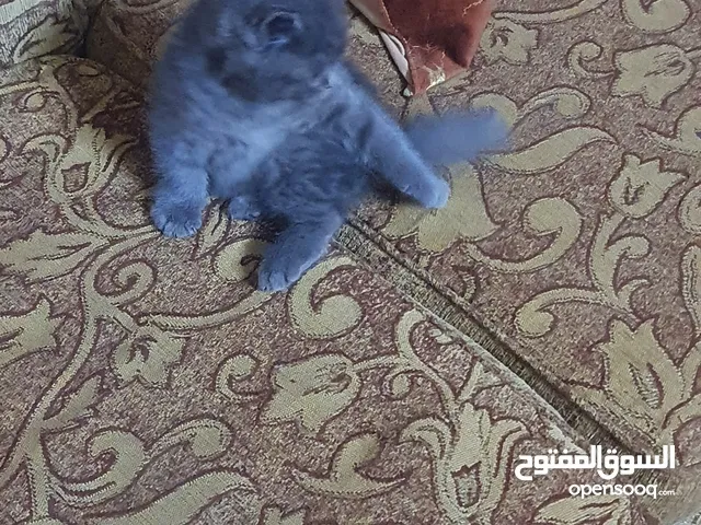 سكوتش ستريت