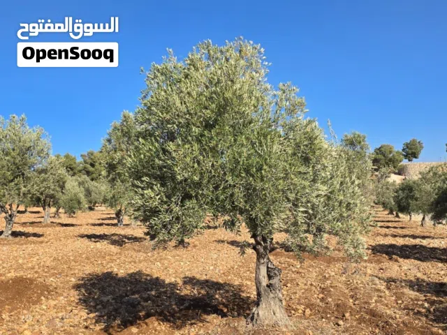 تغره عصفور مزرعه زيتون منتجه مكان راقي بسعر مناسب و من المالك مباشره