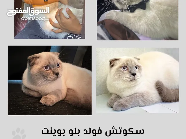  سكوتش فولد بلو بوينت للتزاوج