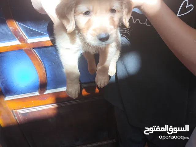 جولدن للبيع 4000جنيه ليست التبني