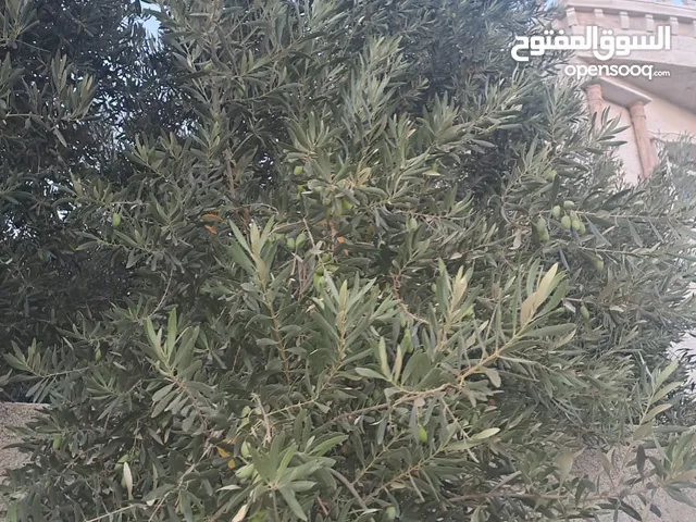 ارض للبيع في اربد البارحه ابان