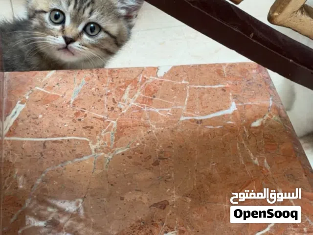 برتش شورت هير