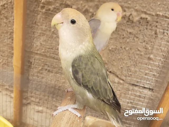فرد روز اليف للبيع