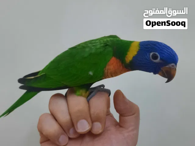 لوري ريمبو نهاية غر