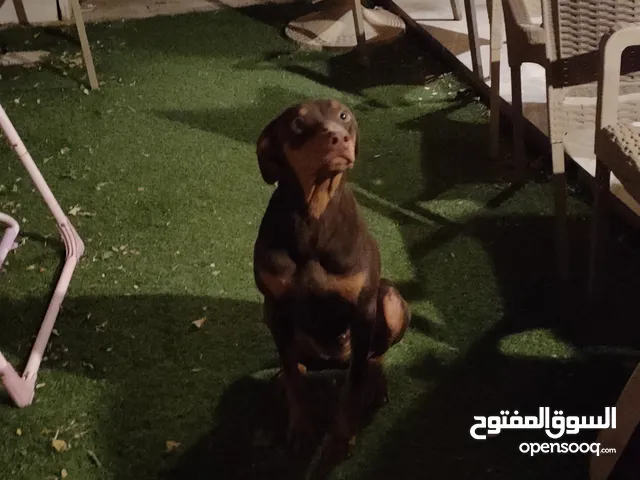 نتاية دوبرمان متدربة طاعة وحراسة