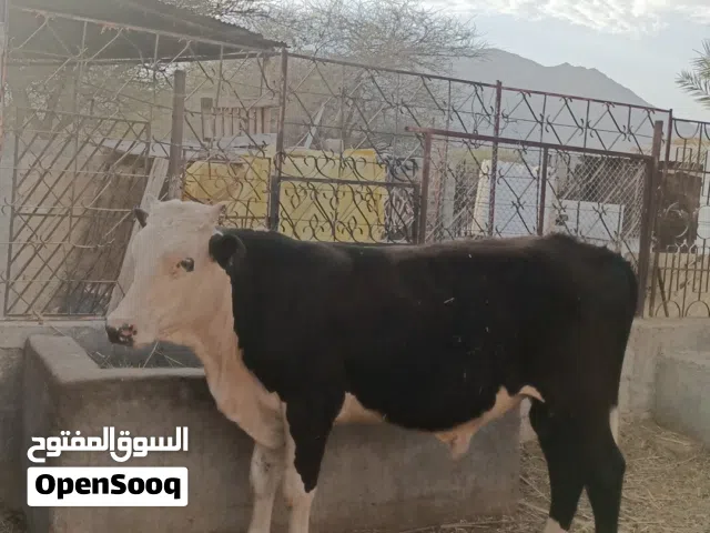 ثور ظفاري مطعووم